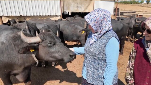 Tekirdağlı kadınların manda mesaisi: Sabah 5'te başlıyor
Birkaç mandayla başladılar, 5 yıldır sofralara lezzet taşıyor