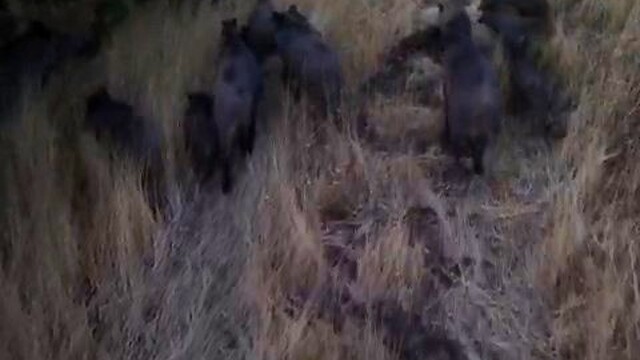Tunceli'de dronla görüntülenen domuz sürüsü üreticileri endişelendirdi