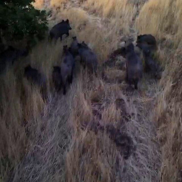 Tunceli'de dronla görüntülenen domuz sürüsü üreticileri endişelendirdi