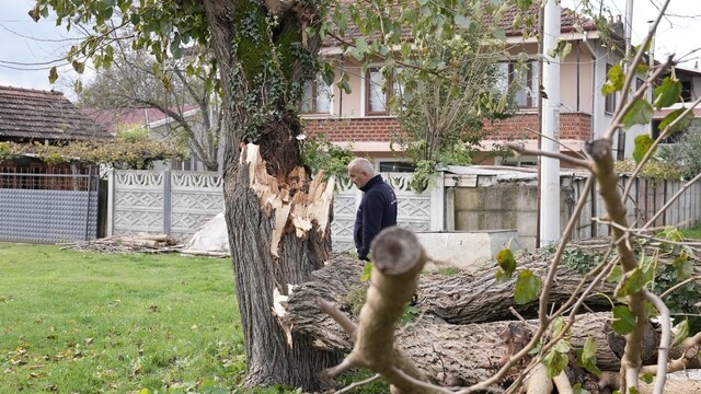 Düzce'de fırtınada devrilen ağaçlar kaldırılıyor