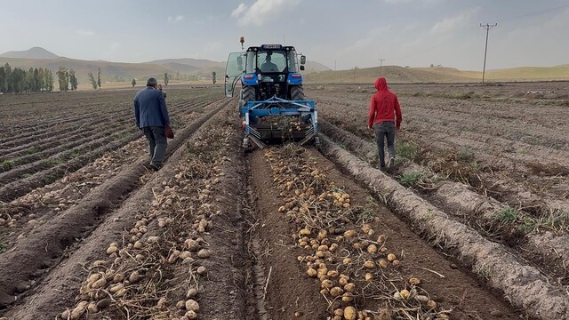Patnos topraklarında yetişiyor, Cips fabrikalarına gidiyor