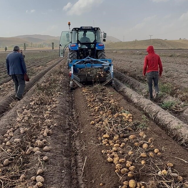 Patnos topraklarında yetişiyor, Cips fabrikalarına gidiyor