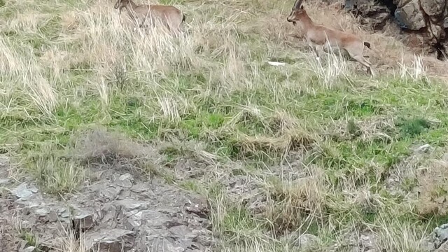 Elazığ'da dağ keçileri görüldü