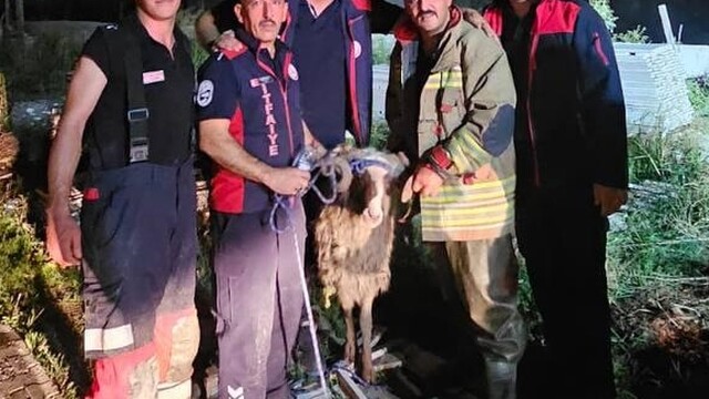 Hatay'da nehre düşen koyun itfaiye ekibince kurtarıldı