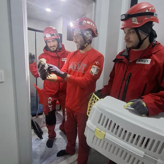Havalandırma boşluğunda mahsur kalan baykuşu, AKUT kurtardı