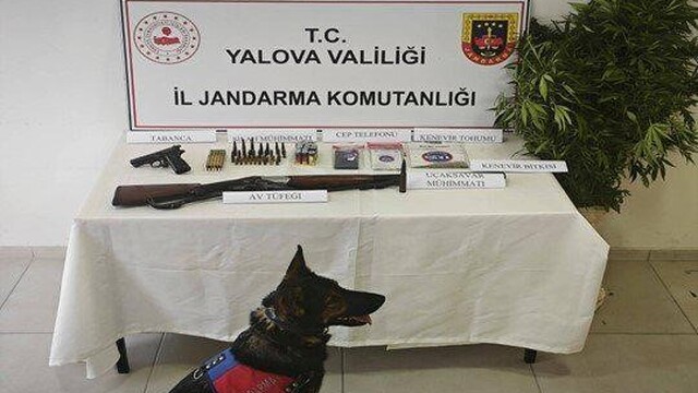 Yalova'da yasa dışı kenevir operasyonu