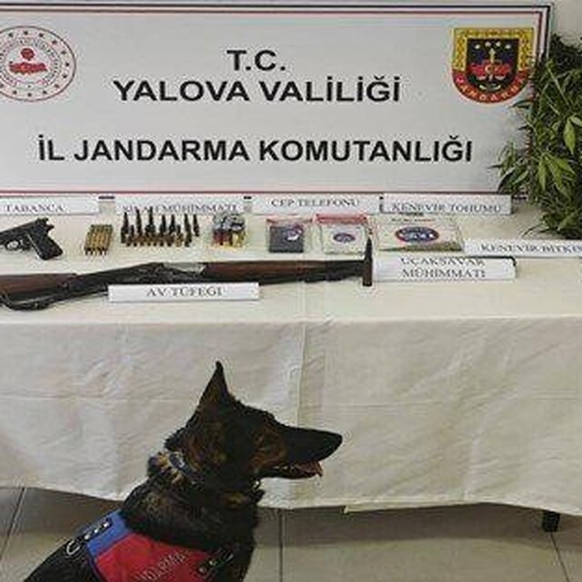 Yalova'da yasa dışı kenevir operasyonu
