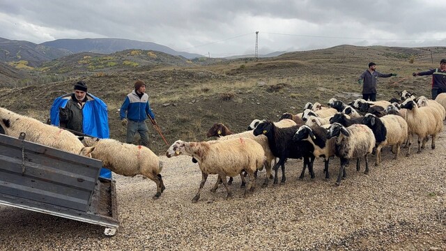 Erzincan'da yayla sezonu sona erdi, dönüş yolculuğu başladı
Erzincan Tulum Peyniri üreticilerinden üretim sezonuna halaylı veda