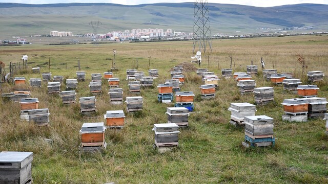 Ardahan'da bal hasadı bitti, 2027 sezonu için kış hazırlıkları başladı
Evliyaoğlu: "Arıcılıkta sonbahar bakımı ve kışlatma çok önemli"