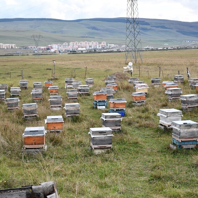 Ardahan'da bal hasadı bitti, 2027 sezonu için kış hazırlıkları başladı
Evli...