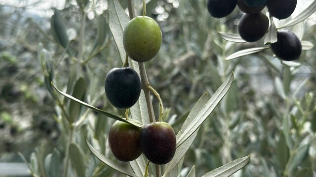 Bursa'da bu sezon 165 bin ton sofralık, 125 bin ton yağlık zeytin bekleniyor