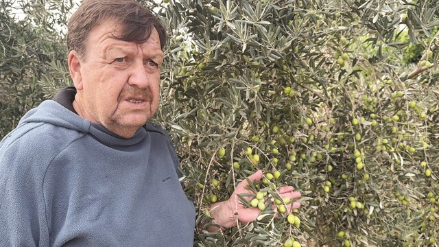 Tavşan Yüreği zeytinini dünya sahnesine çıkarmaya hazırlanıyor
COP31'e tavşan yüreği zeytini