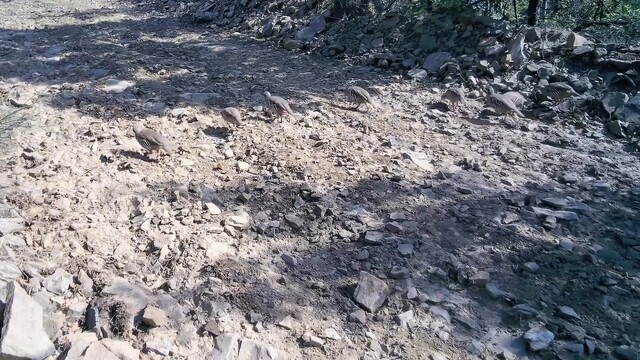 Ganos Dağları'nda keklik sürüsü fotokapanlara yansıdı