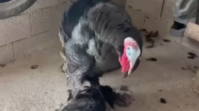 Erkek hindi, vefat eden dişi hindinin başından ayrılmadı