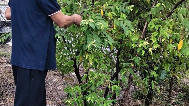Kahramanmaraşlı üretici 'Japon İğdesi' yetiştirdi