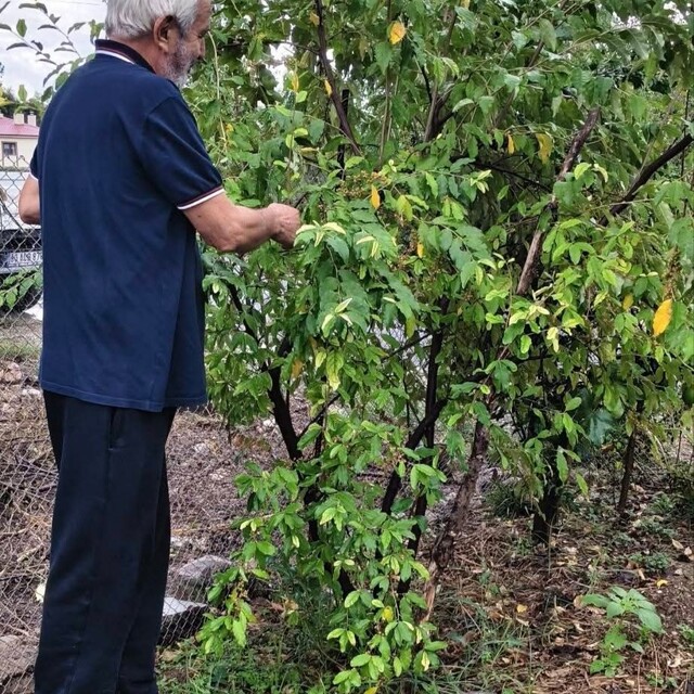 Kahramanmaraşlı üretici 'Japon İğdesi' yetiştirdi