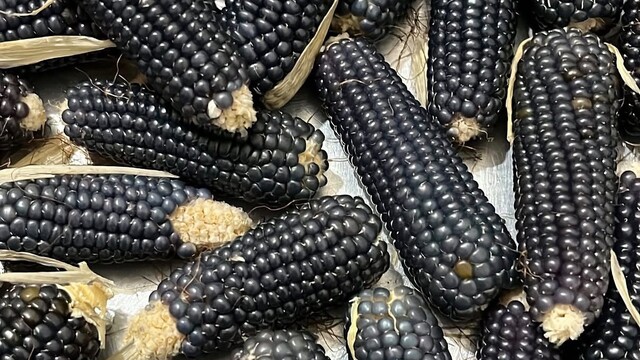 Oltu'nun mısırı da kehribarı gibi simsiyah