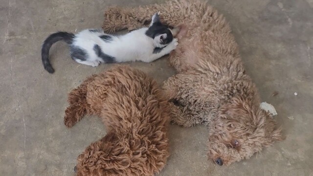 Antalya'da bir köpek annesinin terk ettiği yavru kediyi emziriyor