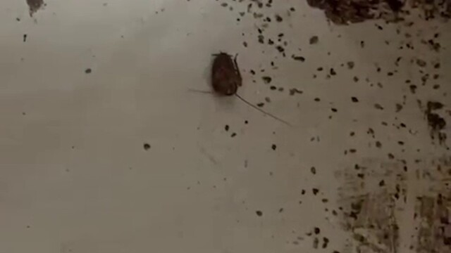 Hamam böceği ve sigara izmaritinden geçilmeyen fırında mide bulandıran görüntüler