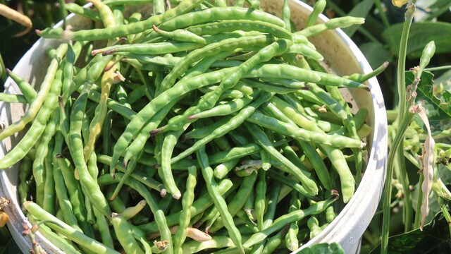 Protein ve lif bakımından zengin olan lübyede hasat başladı