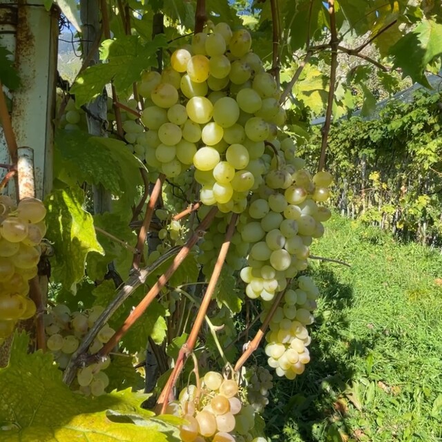 Aromasıyla meşhur 'Peterek' üzümünde hasat zamanı