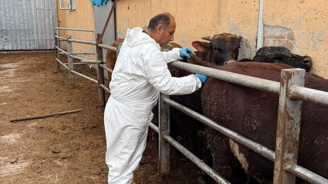 Çorum'da salgın hayvan hastalıklarına karşı kontroller sürüyor