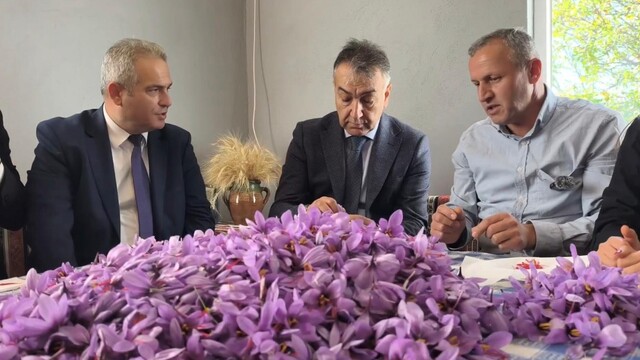 Safranbolu'da safran hasadı sürüyor; kilosu 800 bin TL