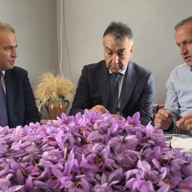 Safranbolu'da safran hasadı sürüyor; kilosu 800 bin TL