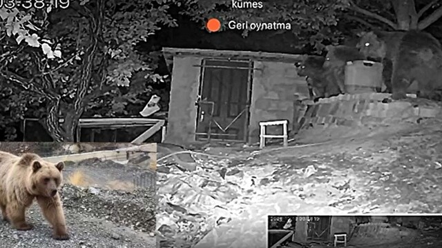Erzincan'da 3 ayı bağ evinin bahçesine girdi