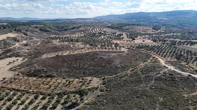 Çanakkale'de yanan ormanlar küllerinden doğuyor
Çanakkale'de 2025'te küle dönen alan yeniden yeşilleniyor