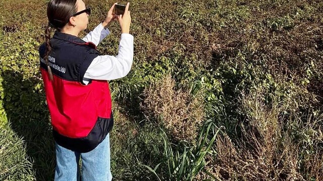 Altıntaş'ta referans parsel ve yem bitkileri kontrolleri yapıldı