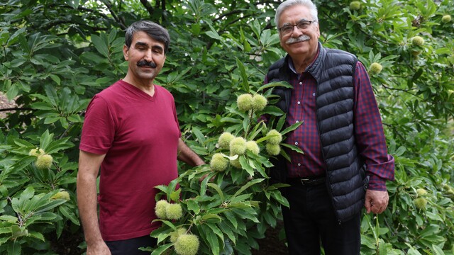 Bin 200 rakımda kestane yetiştirdi, bölge çiftçisine umut oldu
18 yıllık emeğin karşılığını aldı kestane yetiştirdi