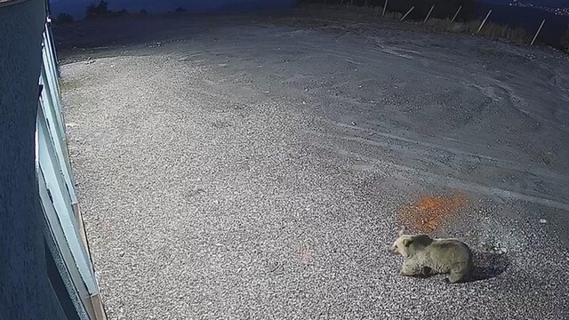 Sarıkamış'ta bozayı kameralara yansıdı