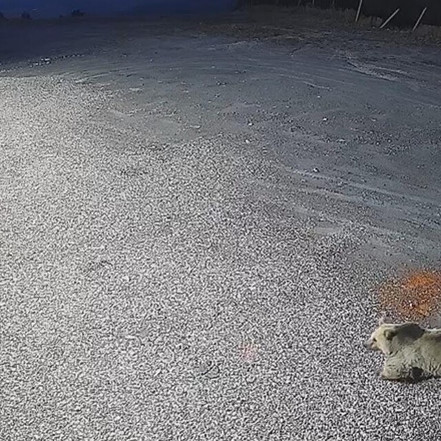 Sarıkamış'ta bozayı kameralara yansıdı