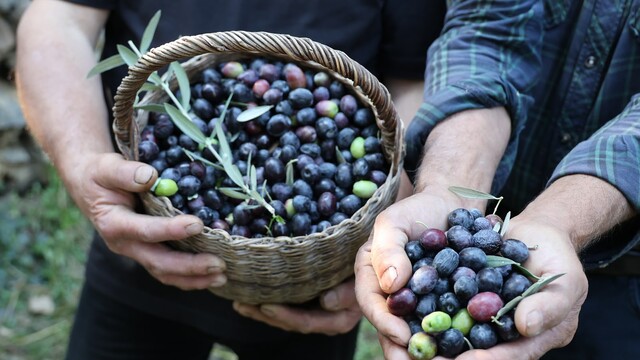 Artvin'in ödüllü 'Butko' zeytininde hasat başladı