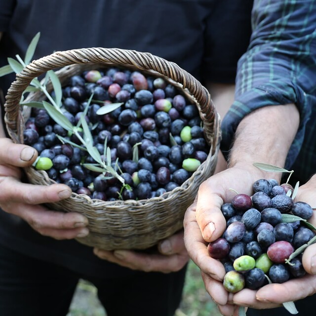 Artvin'in ödüllü 'Butko' zeytininde hasat başladı