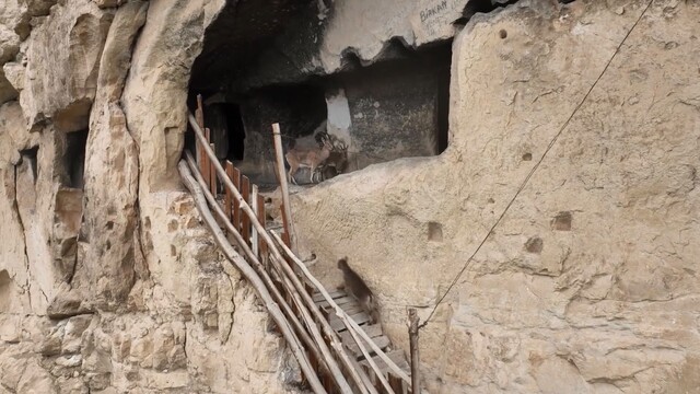 Tunceli'de 25 odalı tarihi 'İn Delikleri'ne tırmanan yaban keçileri dronla görüntülendi