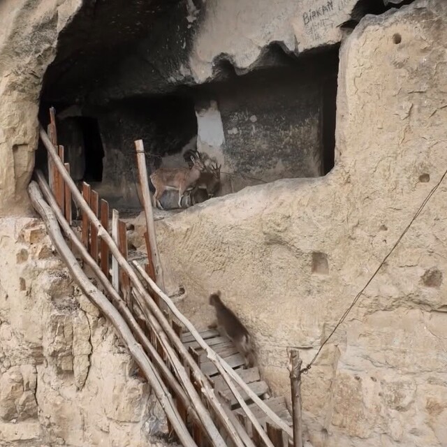 Tunceli'de 25 odalı tarihi 'İn Delikleri'ne tırmanan yaban keçileri dronla...