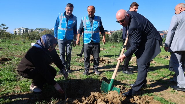 Darıca'da Zeytin Festivali kapsamında 100 fidan dikildi