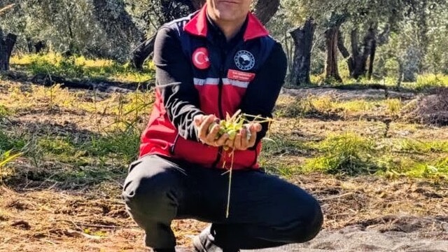 Gömeç'te zeytin hasadı devam ediyor