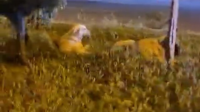 Batman "Köpekler saldırmıyor" deyip video çekerken köpeklerin saldırısına uğradı