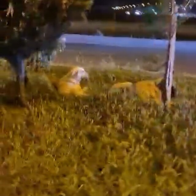 Batman "Köpekler saldırmıyor" deyip video çekerken köpeklerin saldırısına u...