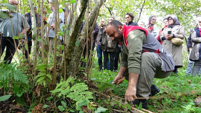 Giresun'da fındıkta verimi artırmak için üreticilere uygulamalı budama eğitimi veriliyor