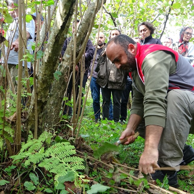 Giresun'da fındıkta verimi artırmak için üreticilere uygulamalı budama eğit...