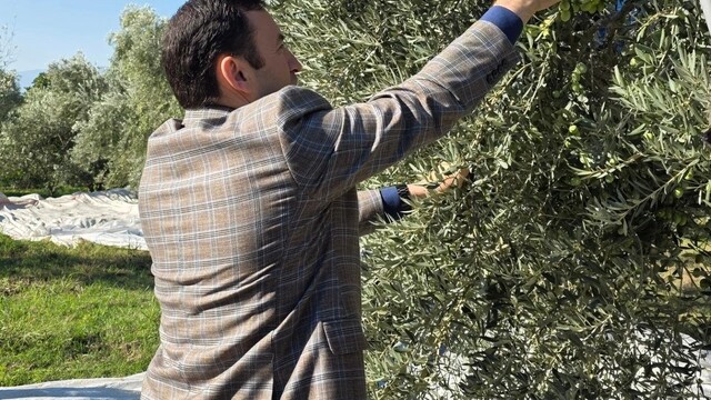 Kuyucak'ta zeytin bahçelerinde hasat mesaisi