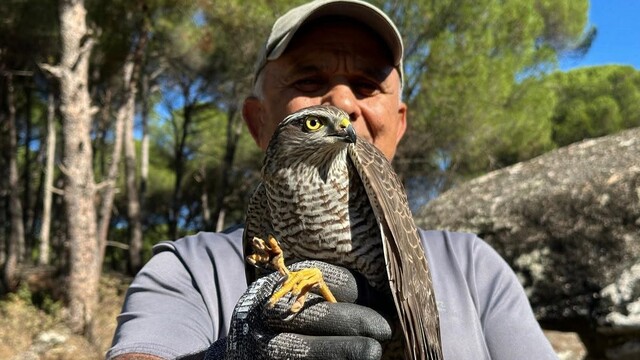 Kuşadası'nda kurtarılan atmaca ve sansar yeniden doğaya bırakıldı
