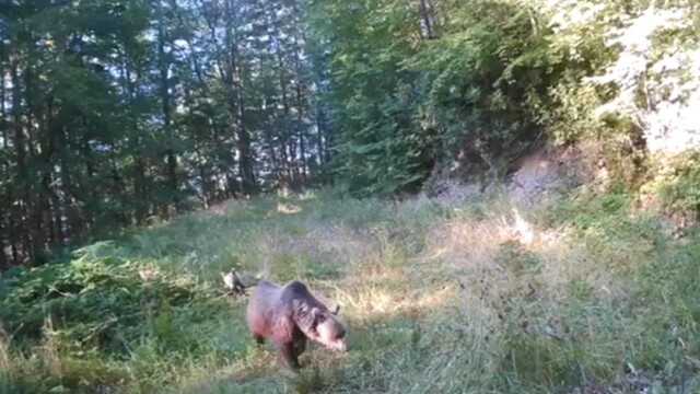 Minik ayılar annelerinin peşinden böyle koştu
Geyik, yaban kedisi vaşak ve ayı ailesi fotokapanla görüntülendi