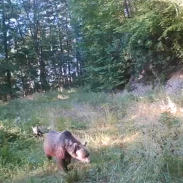 Minik ayılar annelerinin peşinden böyle koştu
Geyik, yaban kedisi vaşak ve...