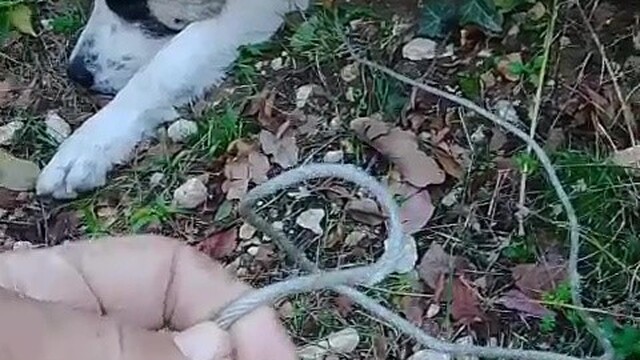 Ormanda tuzağa yakalanan köpeği arama kurtarma ekipleri kurtardı