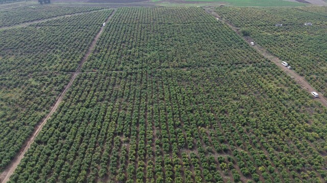 Osmaniye'de nar bahçesinde hasat başladı
